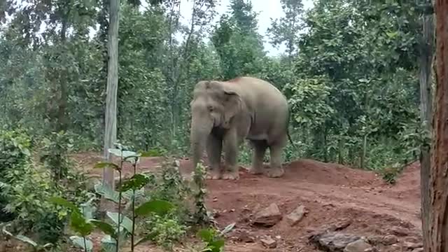 Elephant rap, elephant attack