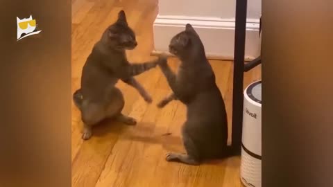 Funniest Cats and Dogs