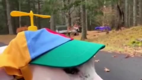 Most cute cat and dog funny video❤️