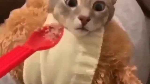 UNUSUAL VIDEO COMPILATION