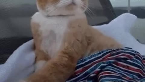 Cute Cat Gif