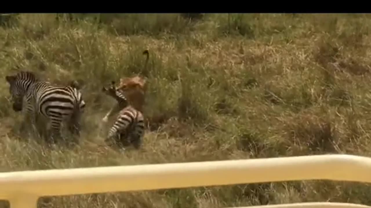 Lion hunting zebra animal wildlife video