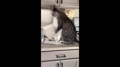 Funny Animal Videos 2023 😂 - Funniest Dogs And Cats Videos 😺😍 - Part 16/Haypyy Pett