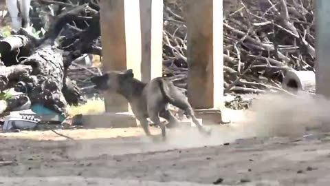 Prank dog funny & lion fake(2022)