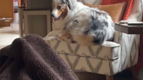 Dog's Leg Doesn't Quite Fit on Chair