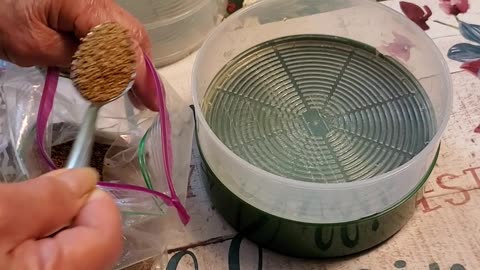 Making alfalfa sprouts! (Day One)