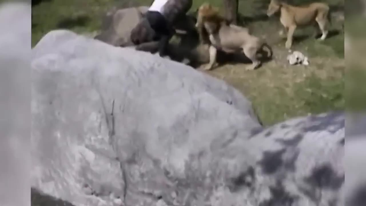 Crazy man entered tha lions case in toie zoo