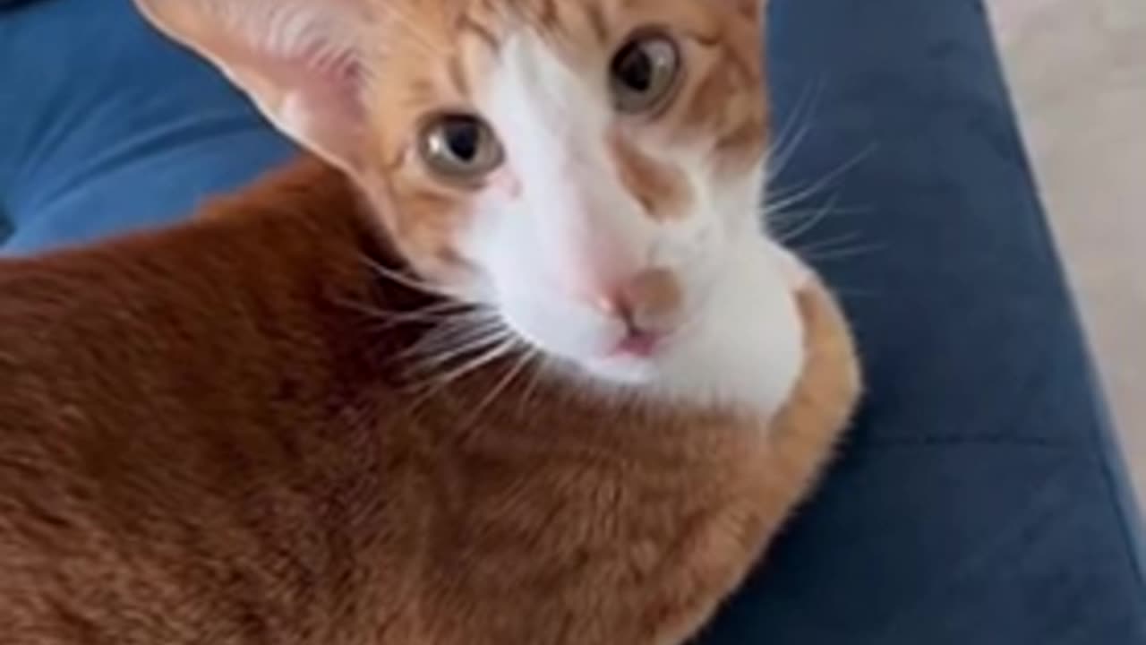 Amazing cat 🐈 trending video