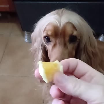 Entertainment dog, cute, viral, Subscribe to my channel, like, share,