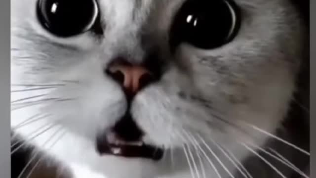 Funniest talking cats these cats speak English better than humans