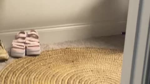 Guess What This Dog is Barking At?