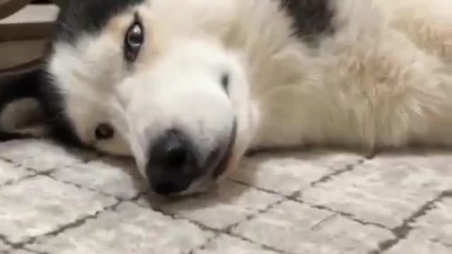 Funny Husky