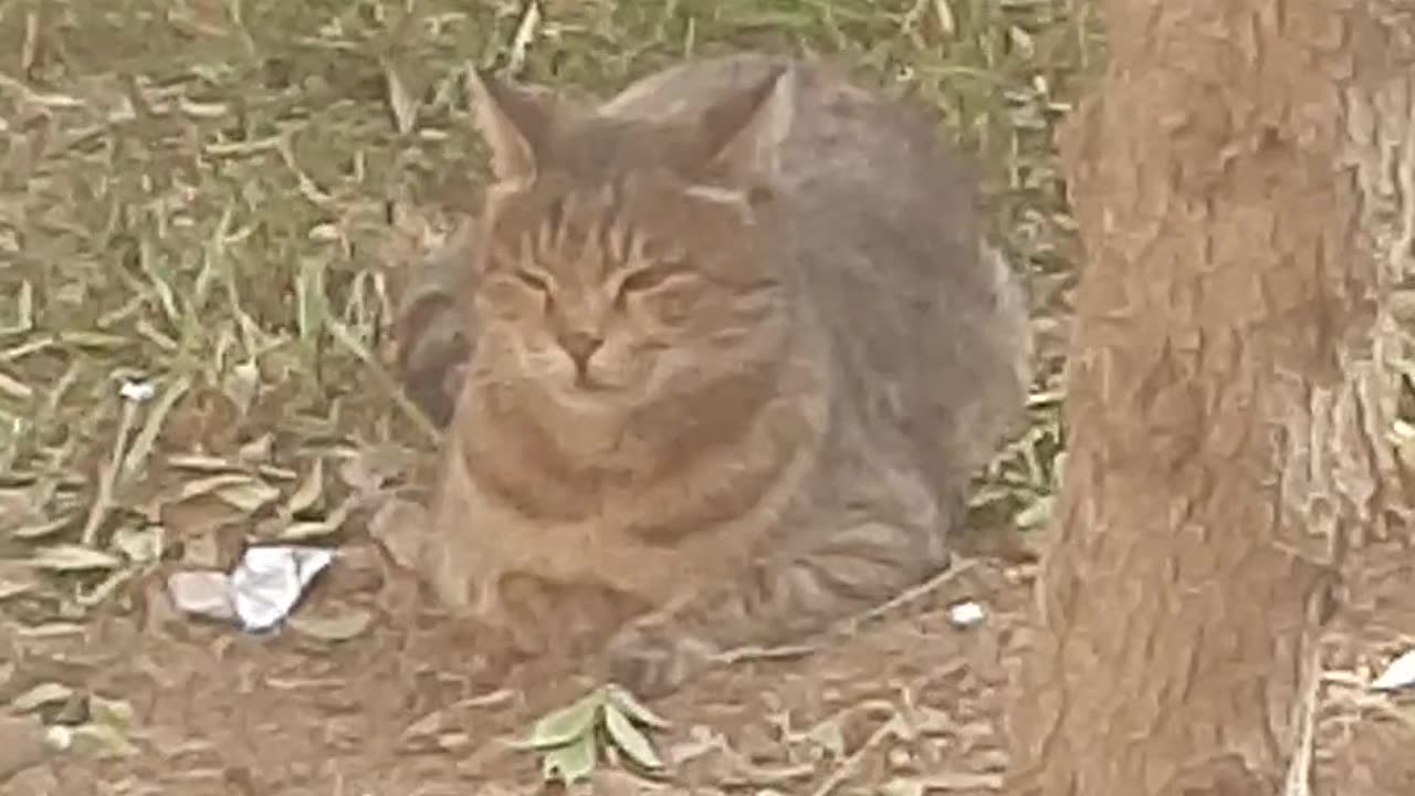 Nauty cat