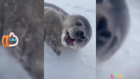 Have you ever heard the cry of a baby seal# Little seal