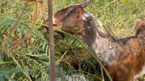 lovely goat, cute love 2