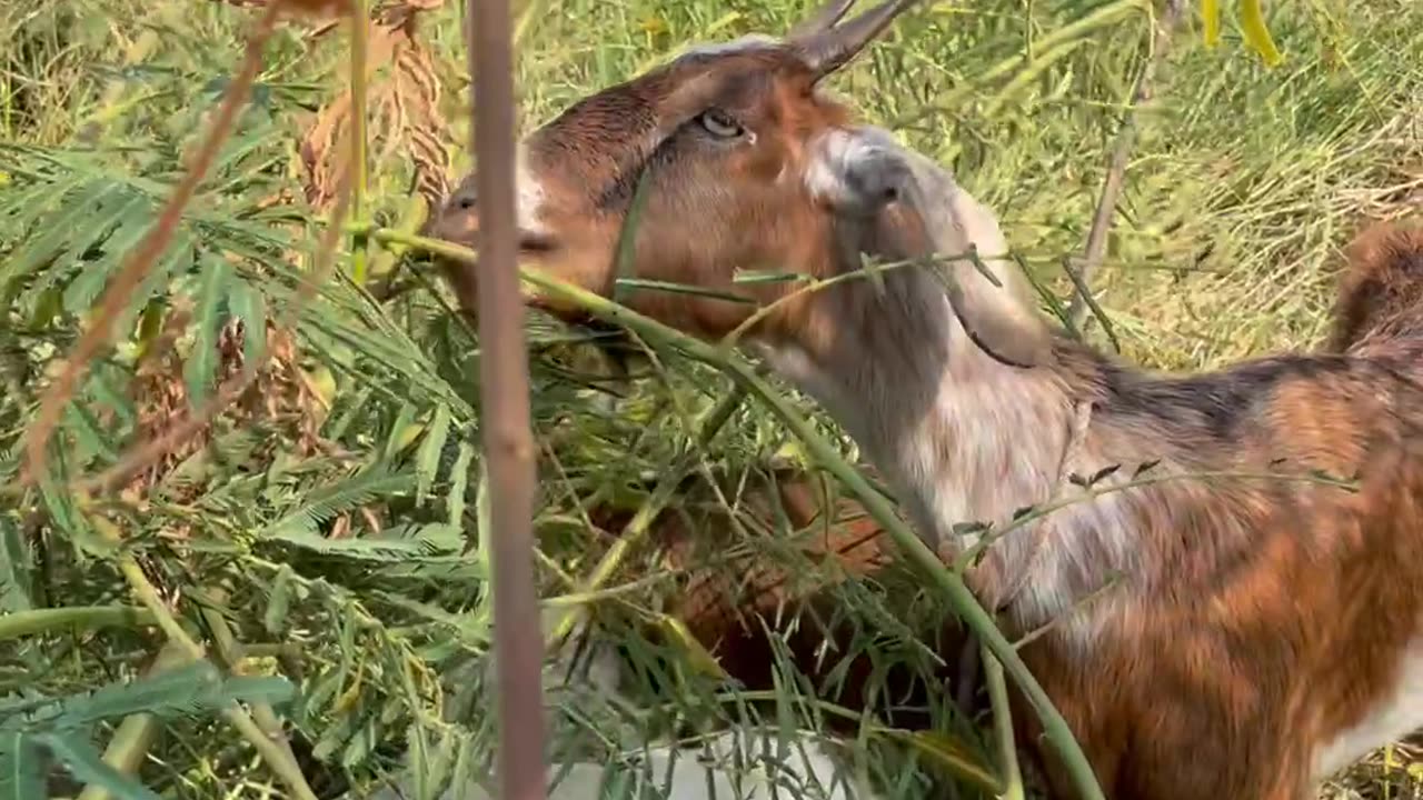 lovely goat, cute love 2