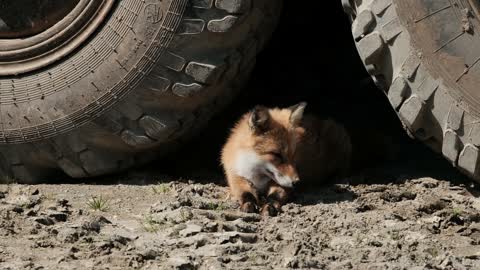 Animal wild dangerous