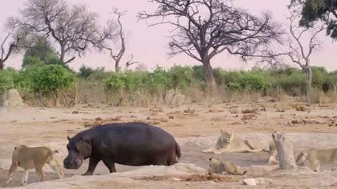 Hippo vs Lion Clan | Natural World | BBC Earth