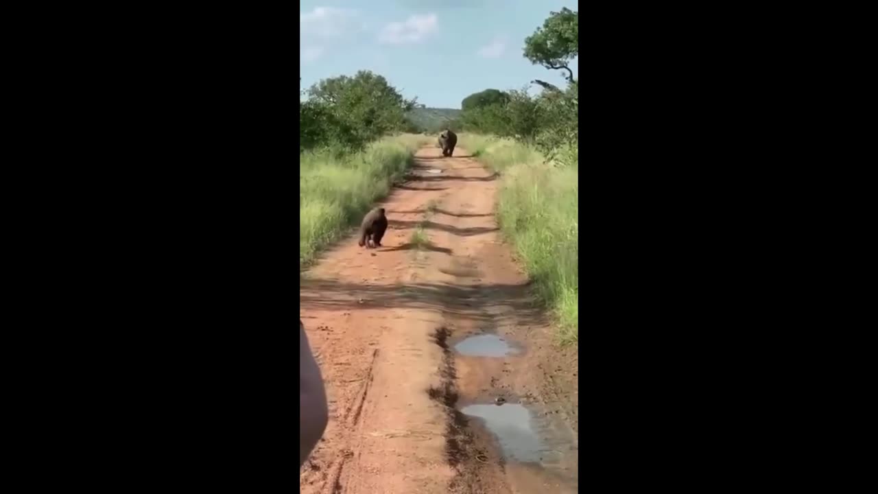 Wildlife Wonders: Captivating Moments with Majestic Creatures! 🌿🦁 #ViralVideo