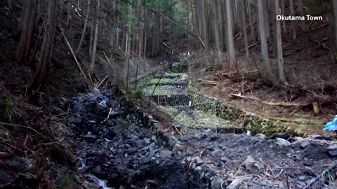 Why Japan's wasabi farmers fear climate change