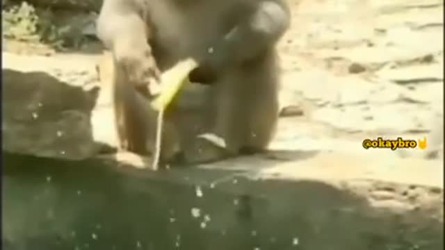 Funny animals