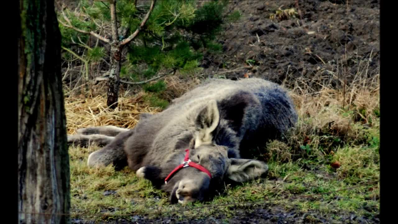 Increíble amistad entre un humano y un alce americano salvaje