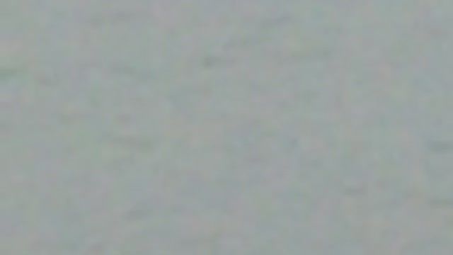 Possible Shark Sighting