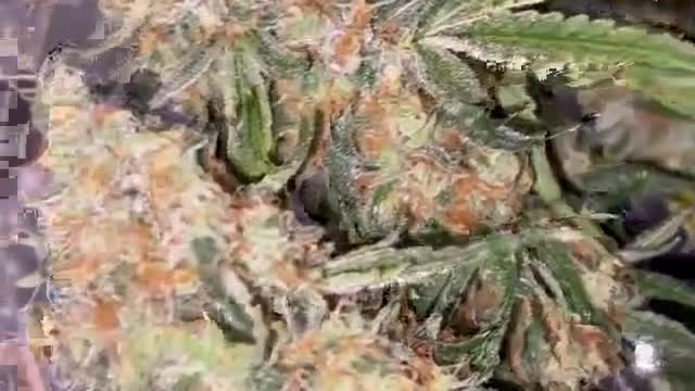 HerbsNOW bud dryer