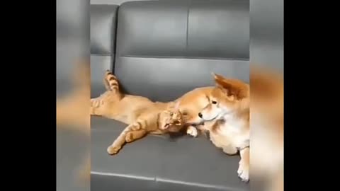 Cat act like a dog