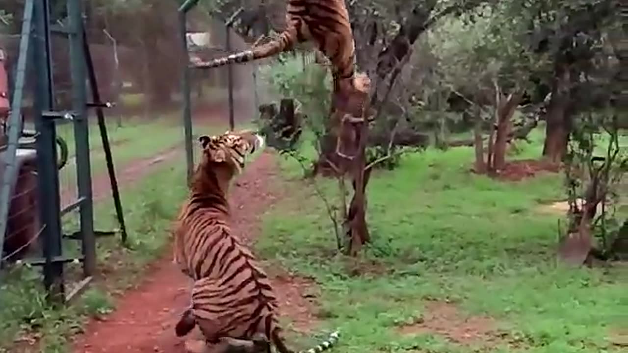 Tiger jumps to catch meat