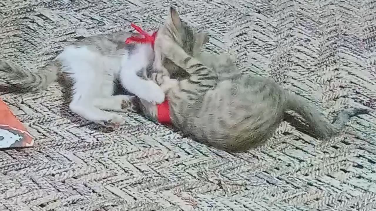 Cute cat's playing