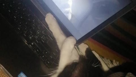 cute cat watching movie