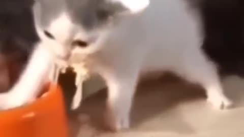 Funny Cats Video