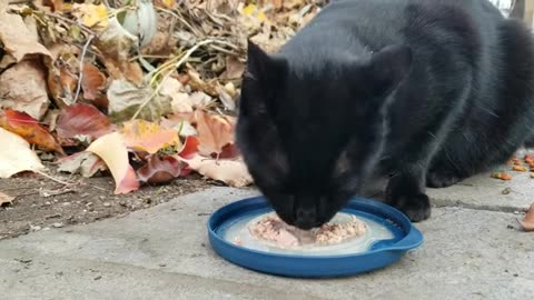 20231225 161257 Tux Eating Xmas Dinner