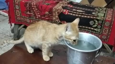 A very bold little kitten comes to drink