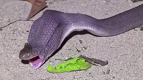 Snake eating egg