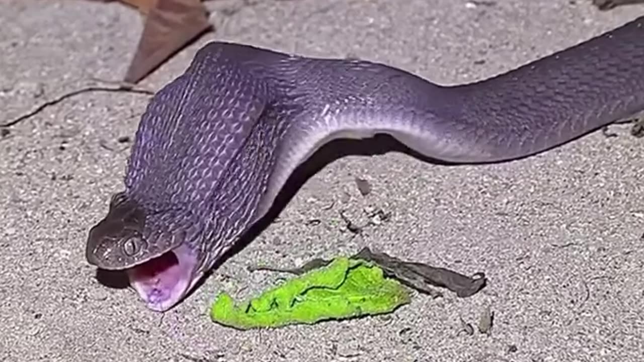 Snake eating egg