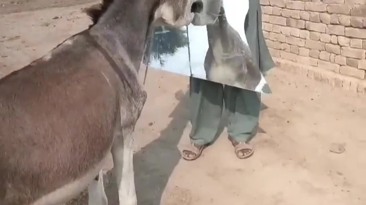 the donkey in the mirror
