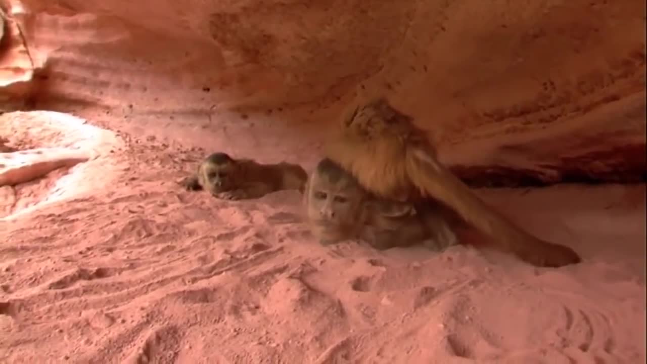 Amazingly Intelligent Monkeys Save Rodent Mouse From Snake Hunting | Prey Escapes Predato-3