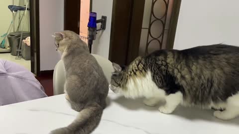 The interaction between cats and cats