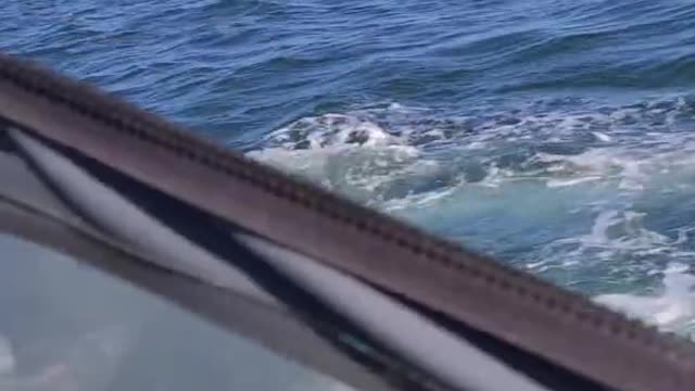 Whale hitting a fishing boat