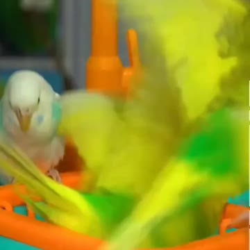 ortvideo #subhanbirds @Subhan Birds @Bharat Budgies & Love Birds