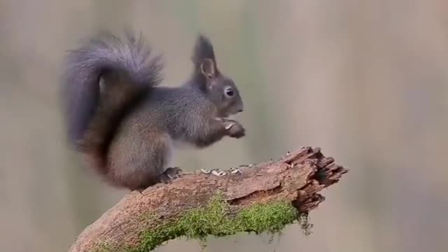 Red Squirrel #shorts