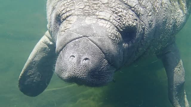 Playful Florida Manatees