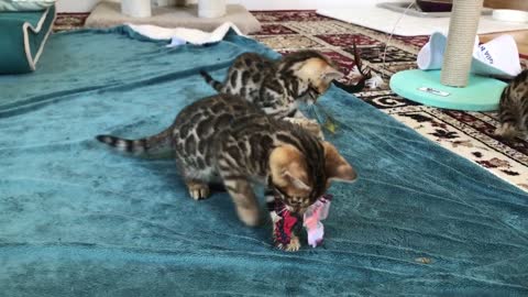 Bengal kittens 8 weeks old playing with a butterfly