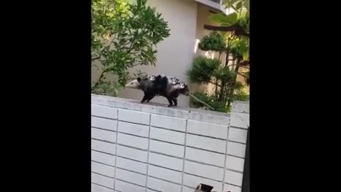 Cute baby animal video