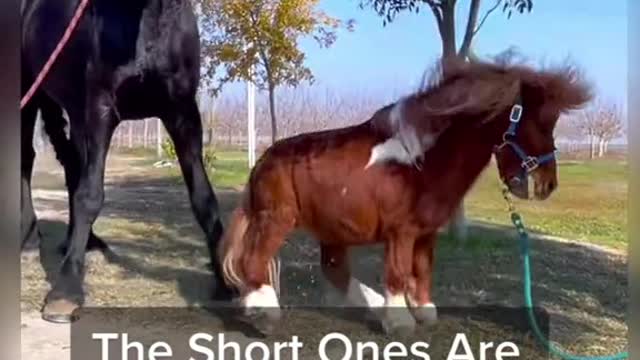 The Short Ones AreSpicy