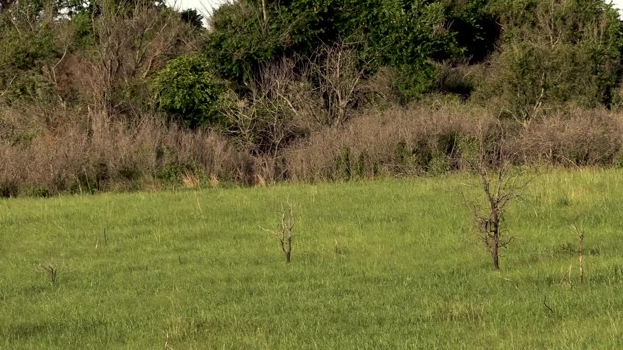 53 Kill Shots In 3 Minutes - Coyote Hunting