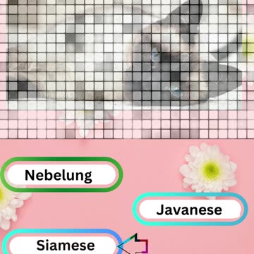 Purrfect Pets Quiz My Furry Friends Challenge 9