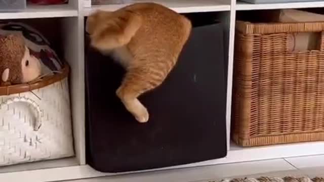 Cats have their own electricity